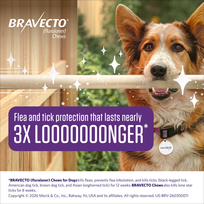 Rx Bravecto Chews for Dogs (Fluralaner) - 12 Week Flea & Tick Prevention, 1 Chew