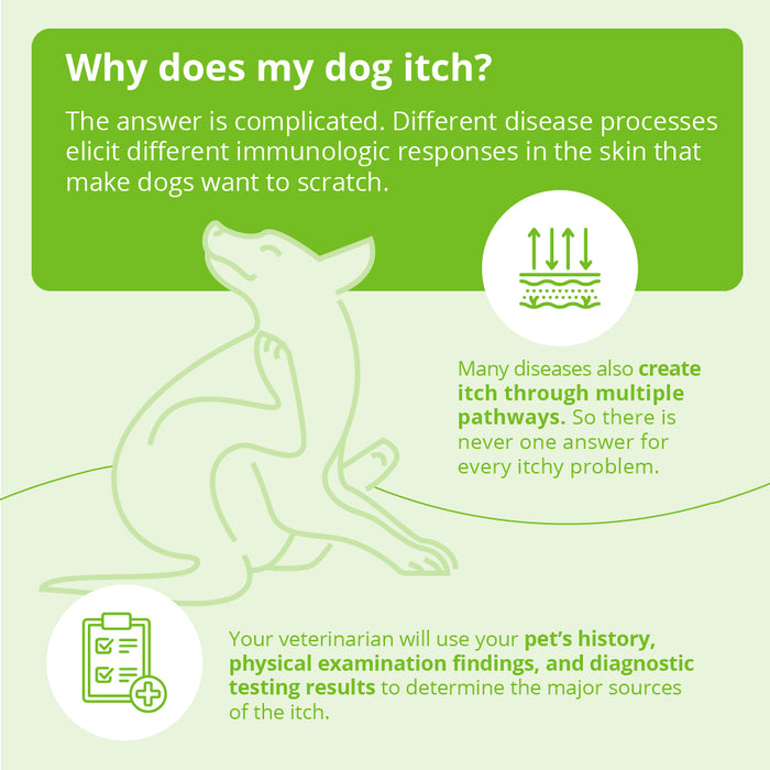 Dermalyte Shampoo for Dogs, Cats & Horses