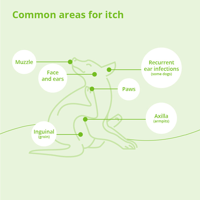 Dermalyte Shampoo for Dogs, Cats & Horses