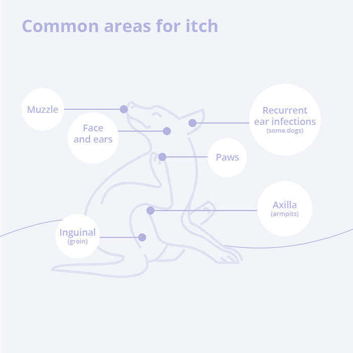 Mal-A-Ket Medicated Ketoconazole Chlorhexidine Shampoo for Horses, Dogs & Cats