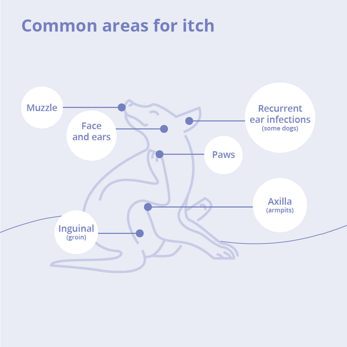 MiconaHex+Triz Medicated Antifungal & Antibacterial Shampoo for Dogs, Cats & Horses