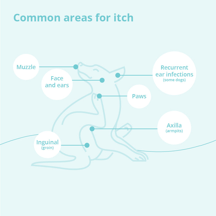 DermaBenSs Medicated Antimicrobial Shampoo for Dogs, Cats & Horses