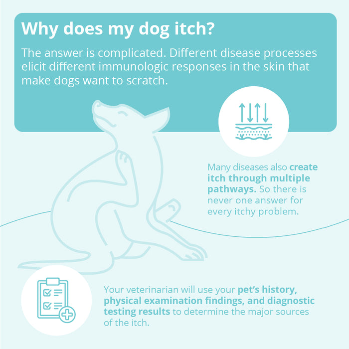 DermaBenSs Medicated Antimicrobial Shampoo for Dogs, Cats & Horses