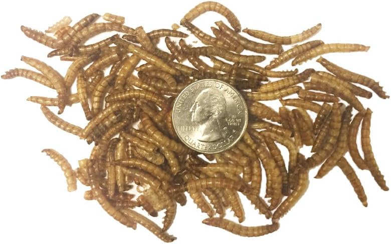 Dried Mealworms Size 5 lbs