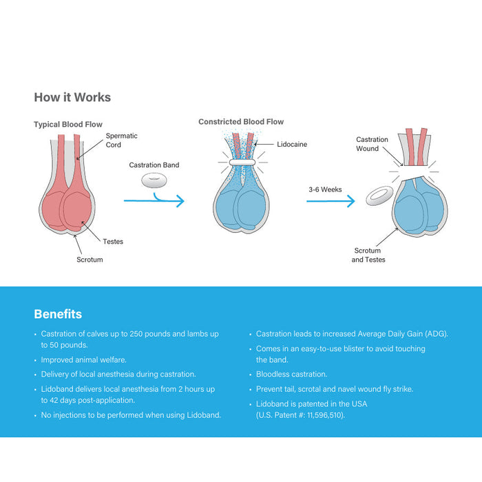 XL Bander with Lidoband XL Pain-Relief Lidocaine Castration Bands for Cattle, Humane Castration Kit, Plier-Type Applicator