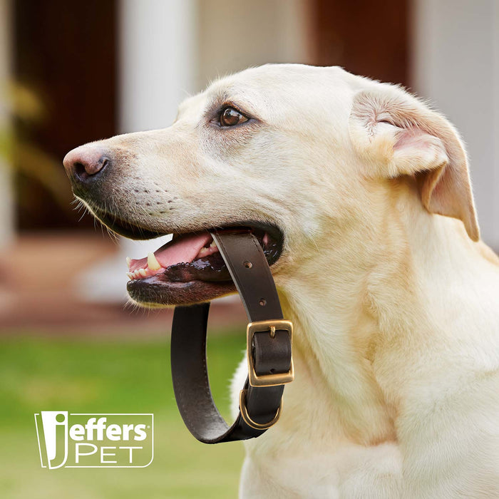 Jeffers Flat Latigo Leather Dog Collar with Brass Hardware