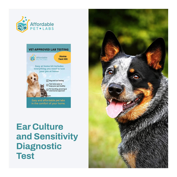 Affordable Pet Labs Ear Culture and Sensitivity Diagnostic Test For Dogs Easy Home Kit  