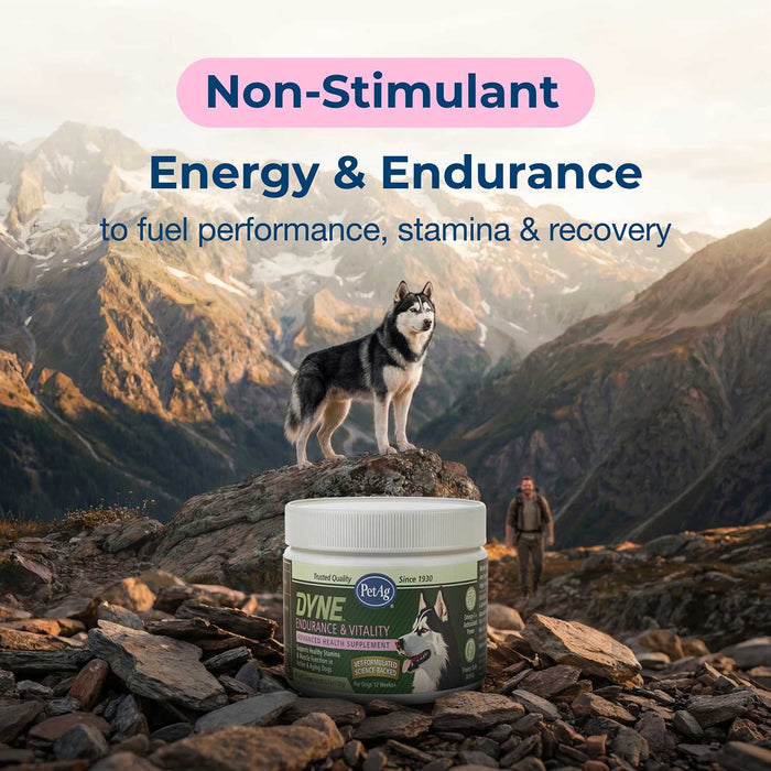 PetAg Dyne Endurance & Vitality Soft Chews for Dogs – Chicken Liver Flavor, 60 Count