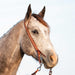 Martin Saddlery Buckstitched Ranahan Headstall Color Brown