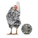 CHICKEN SNACK BALL 100% RECYCLED  