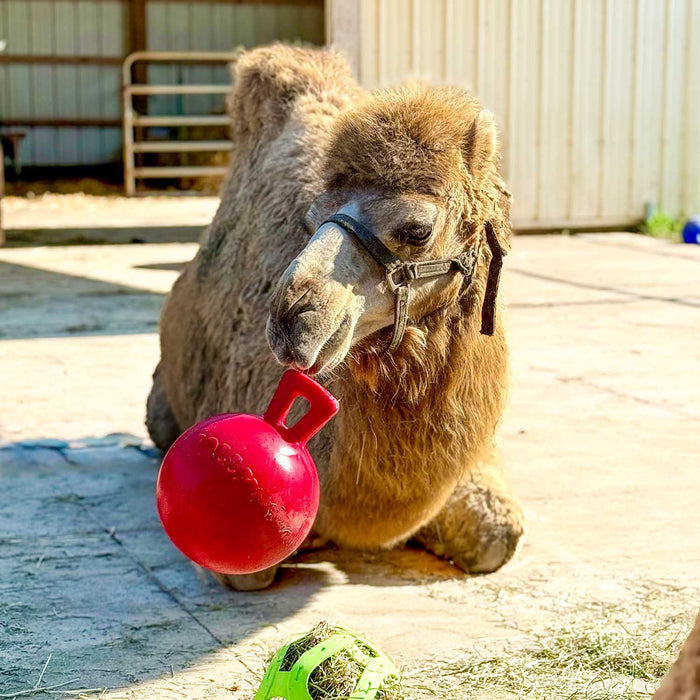 Horseman's Pride Scented Jolly Ball 10" Horse Toy – Durable, Chew-Resistant Equine Enrichment Ball for Outdoor Fun