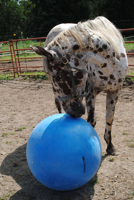 Jolly Mega Ball – Durable Anti-Burst Inflatable Horse Exercise & Enrichment Ball