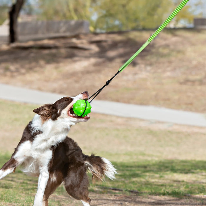 Jolly Pets Tree Tugger Interactive Bungee – Durable Tug-O-War & Solo Play Dog Toy for Heavy Chewers
