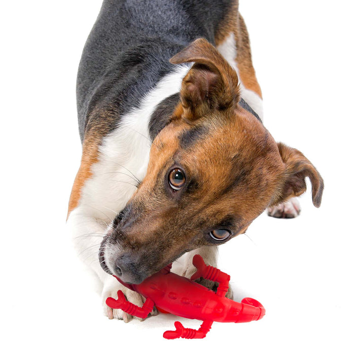 Jeffers Red Chameleon Natural Eco-Friendly Rubber Dental Dog Chew Toy for Medium Chewers