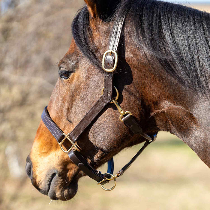 Jeffers Versailles Triple Stitched Adjustable Leather Halter for Horses, Havana