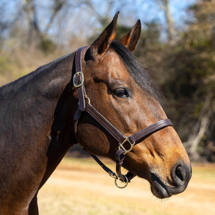 Jeffers Versailles Triple Stitched Adjustable Leather Halter for Horses, Havana