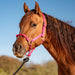 Cashel Nylon and Rope Halter Color Pink