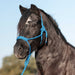 Cashel Flat Braid Pony Halter Color Blue