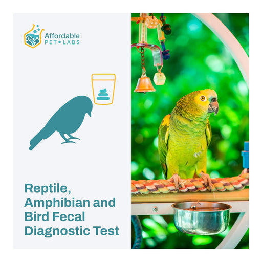 How reptile fecal testing works: methods explained