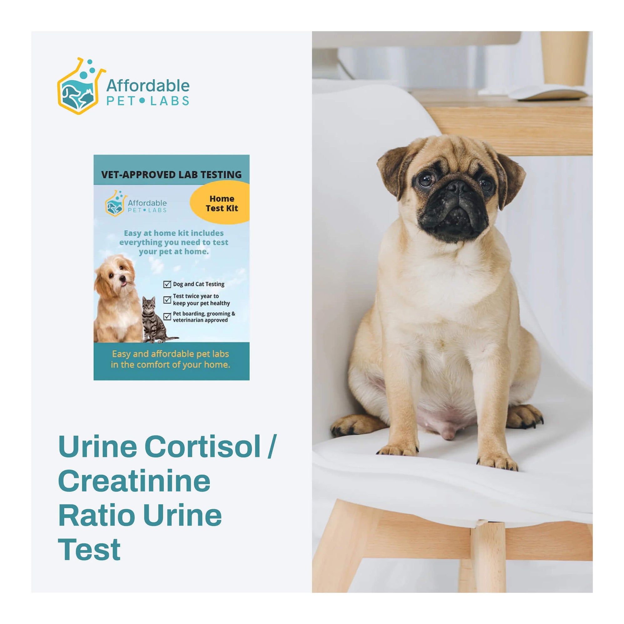 Urine Cortisol / Creatinine Ratio Urine Test For Dogs, Easy Home Kit ...