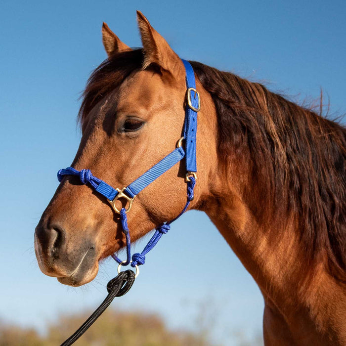 Cashel Nylon and Rope Halter - QL1MD - Blue - 1 - 2