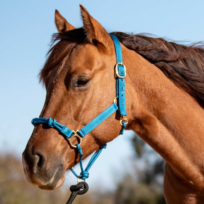 Cashel Nylon and Rope Halter - QL1MH - Turquoise - 1 - 6