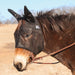 Cashel Quiet - Ride Fly Mask with Ears for Mules & Donkeys, Riding Comfort - QLCD - Mule - Large (40") - Black - 3