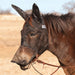 Cashel Quiet Ride Fly Mask with Long Nose & Mule Ears - QL1K4 - Mule Weanling - Black - 1