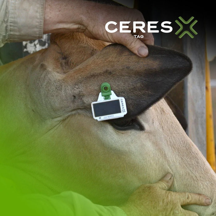 CERES RANCH PFI Reusable Satellite Cattle ID Tags 10 Pack - CT2-16 - 10 Pack - 5