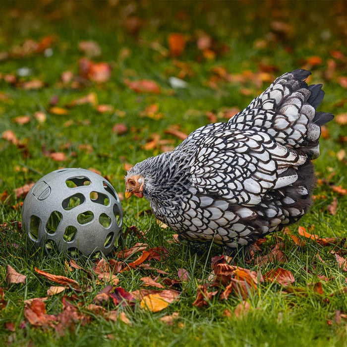 Chicken Snack Ball – 100% Recycled, Foraging & Play Feeder - GAUES - 3