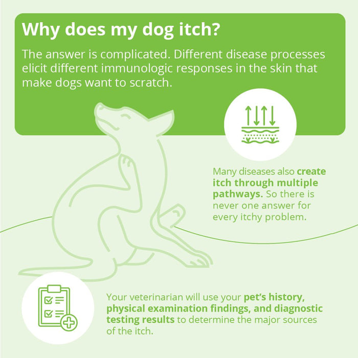 DermAllay Oatmeal Spray Conditioner – Anti - Itch, Leave - On Skin Relief for Dogs, Cats & Horses - 013DP-DERMALLAYCG - 12 oz - 6