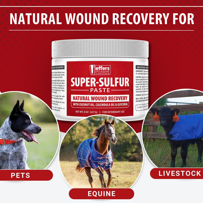 Jeffers Super Sulfur Healing Paste – Natural Skin & Wound Care for Horses, Dogs, Cats & Livestock  – Soothing Sulfur Based Formula with Calendula, Bentonite Clay & Coconut Oil – 8 oz Size 8 oz