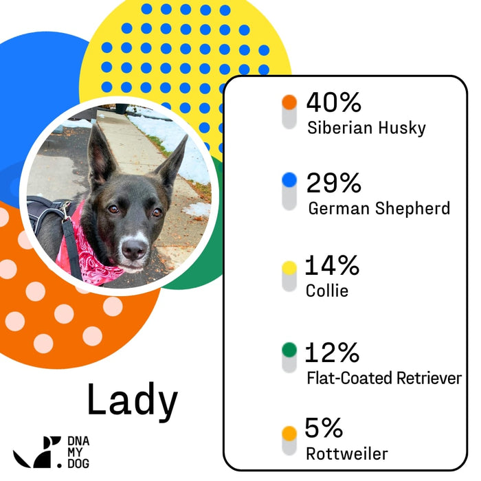 DNA My Dog - Essential Breed ID Test - DNAAC - 1 - 6