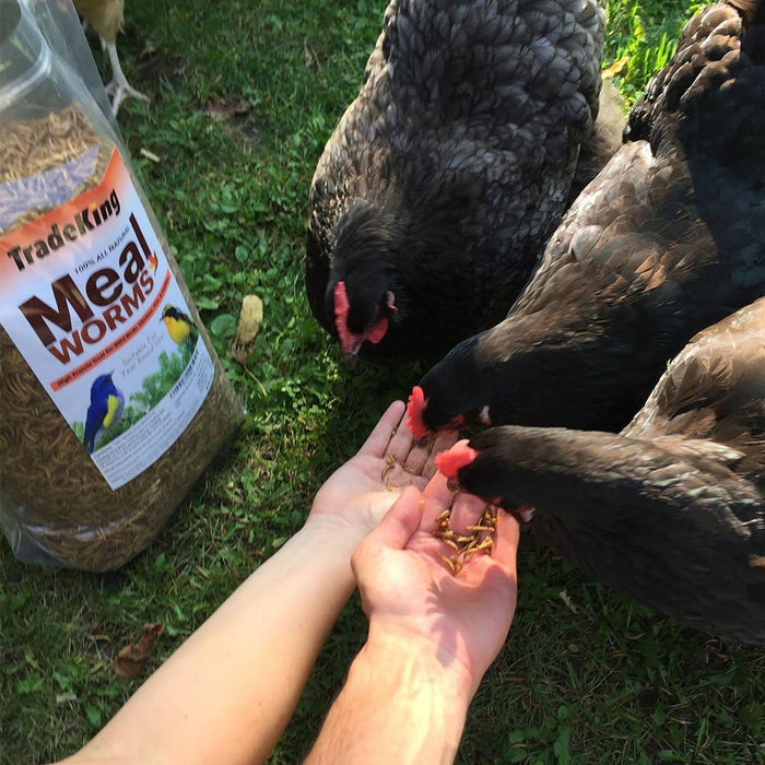 Dried Mealworms for Wild Birds, Chickens, Fish, & Reptiles - NC22 - 1 lbs - 3