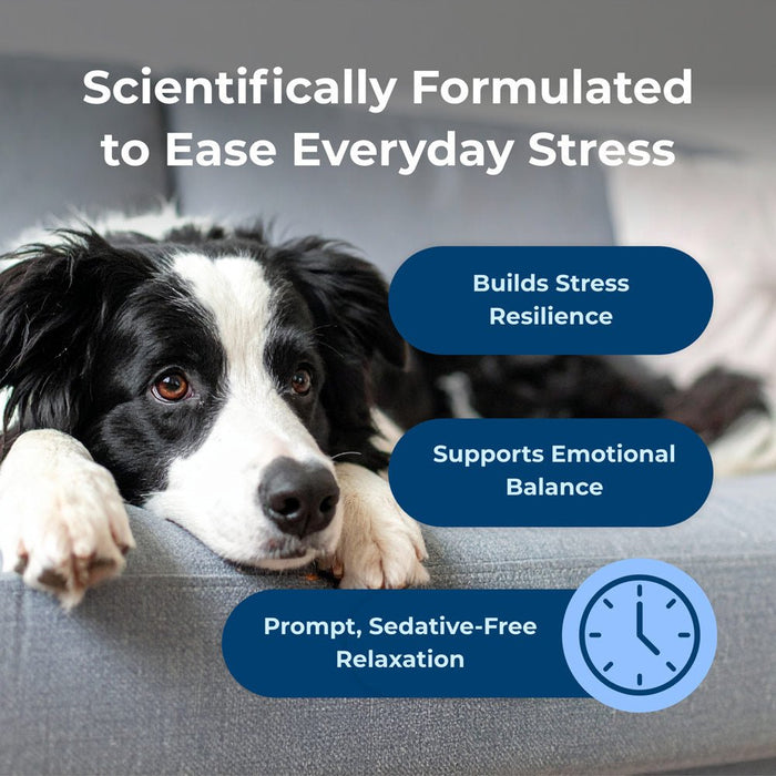 Dyne Calming & Stress Support Soft Chews for Dogs – Natural Stress Relief for Noise, Travel & Separation Anxiety - B7ZS - Chicken Liver - 60 Soft Chews - 5