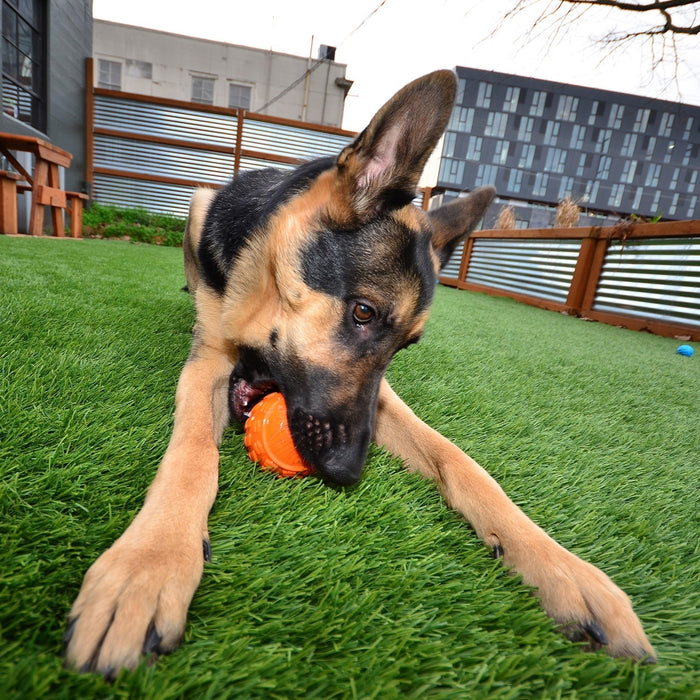 Ecolast High Roller Rubber Dog Toy - CD2CA - Medium - Blue - 1 ct - 7