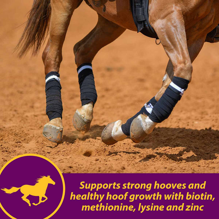 Joint Combo Hoof & Coat Supplement for Horses