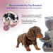 Feeding Friend Automatic Pet Feeder – Timed Portion Control Food & Water Dispenser for Cats and Dogs - RL33 - Taupe - Small - 1 - 12