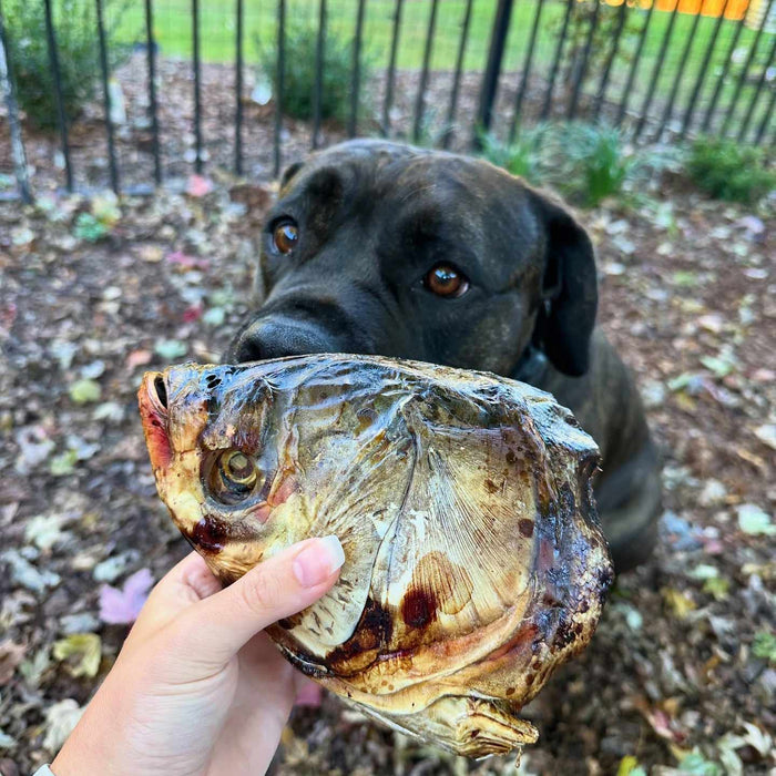 Gaines Natural Carp Head Dog Chew – Long - Lasting, High - Protein Fish Treat - GFAA9 - Fish - 1 ct - 3