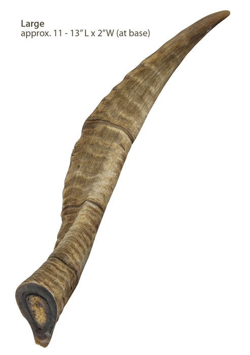 Gobi Goat Horn Natural Dog Chew - QTDAN - Small - 3