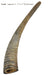 Gobi Goat Horn Natural Dog Chew - QTDAN - Small - 5