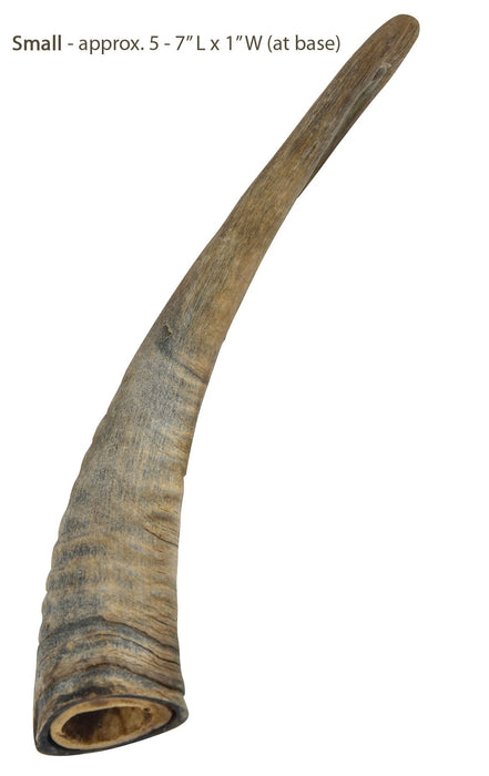 Gobi Goat Horn Natural Dog Chew - QTDAQ - Large - 17