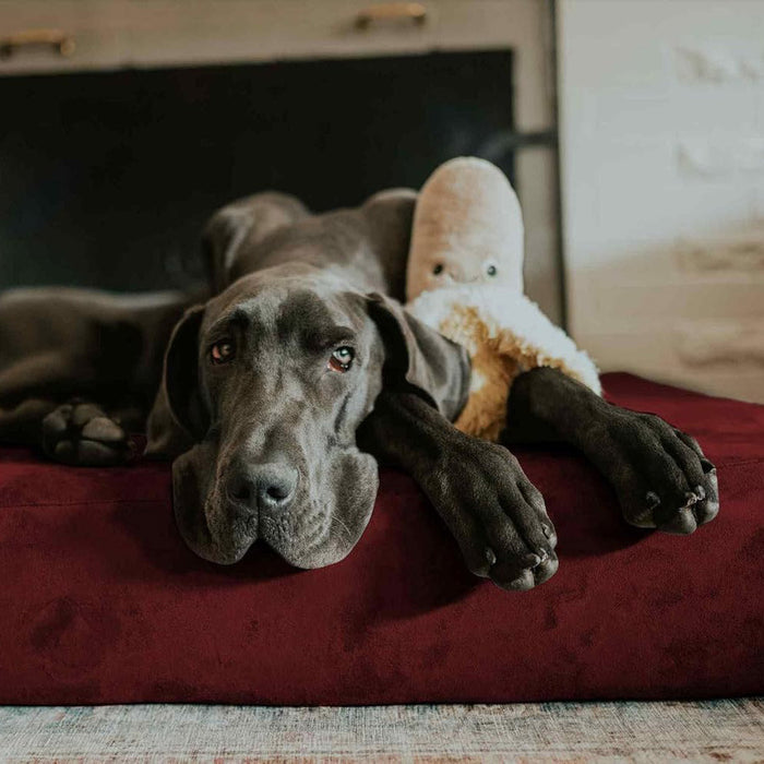 7 Sleek Bed Color Burgandy