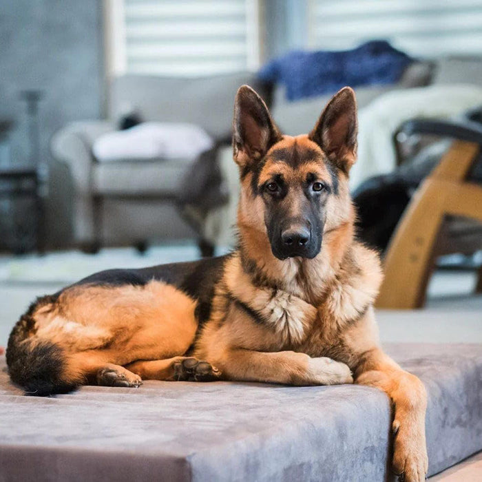 7 Sleek Bed Color Charcoal