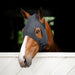 Horseware Ionic Calming Face Mask, Ceramic Infused Horse Stress Relief Mask - FOCAF - Black - Medium - 1
