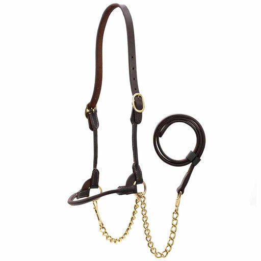 Jeffers Harness Leather Show Halter for Cattle – Includes Lead & Brass Chain - JEF01H - Havana - Small - 1 - 1