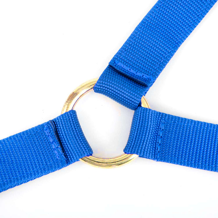 Jeffers Nylon Cow Halter - SSF5 - Small (250 - 450 lbs) - Royal Blue - 13