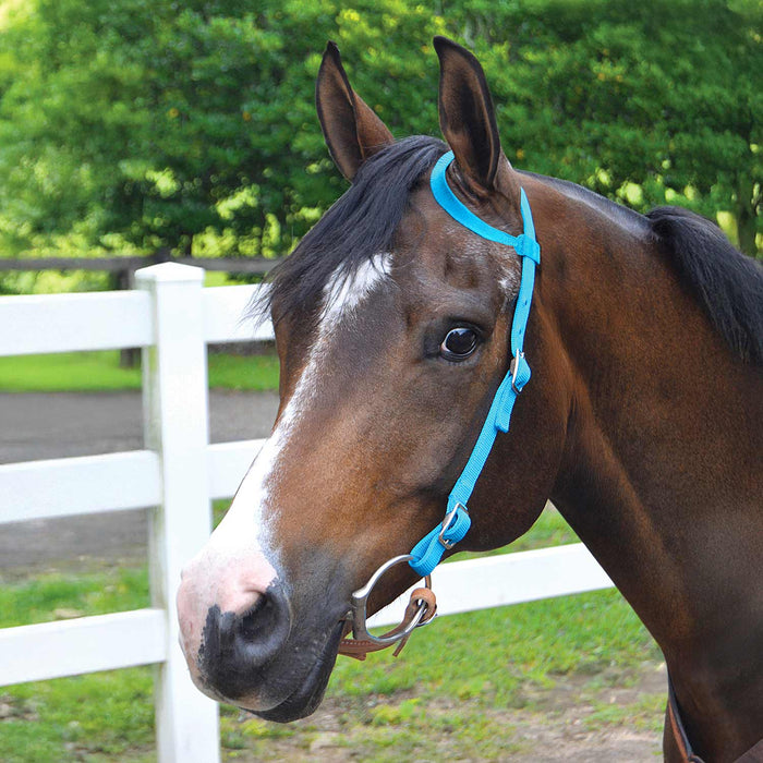 Jeffers Nylon One - Ear Western Horse Headstall - SSNC - Turquoise - 2