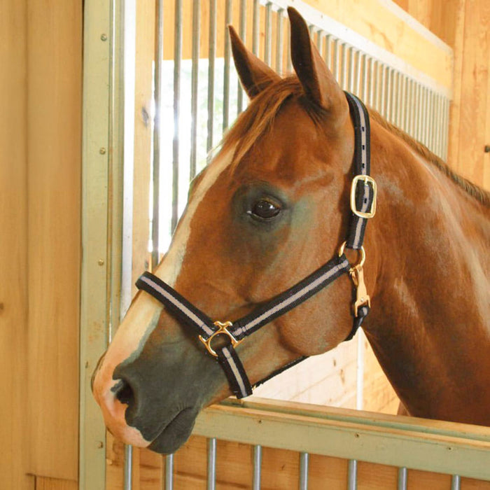 Jeffers Padded Nylon Horse Halter with Throat Snap - IA6E - Purple/Black - 21