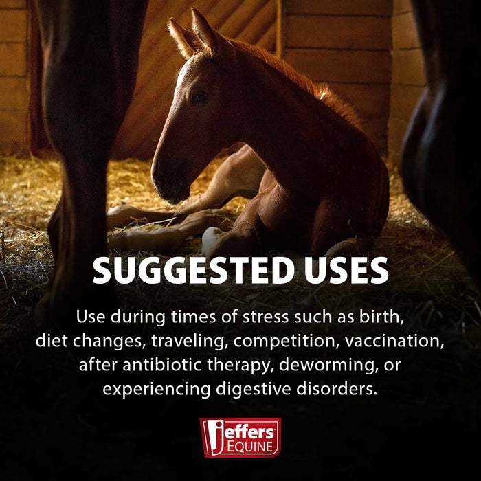 Jeffers Probiotic Gel for Horses, 2 Dose Syringe - JEF2A1 - 30 cc - 1 - 3
